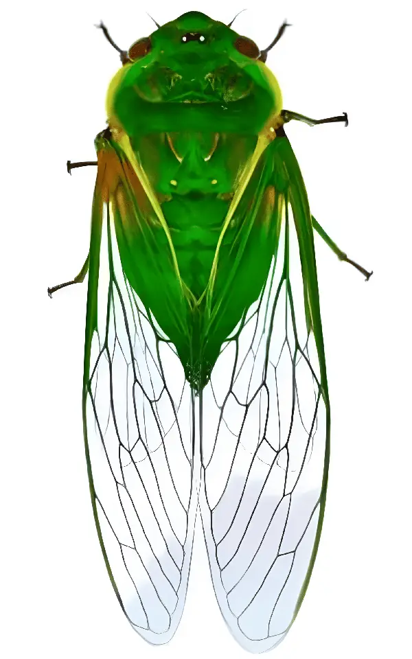 Cicada